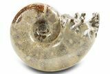 Polished, Chambered Ammonite (Argonauticeras) Fossil - Madagascar #312333-1